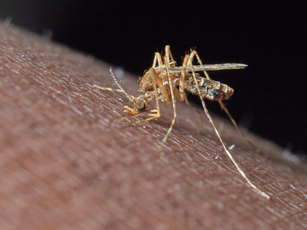 Mosquito biting