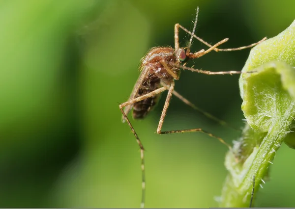 Кулексный комар на зеленом листе . — стоковое фото