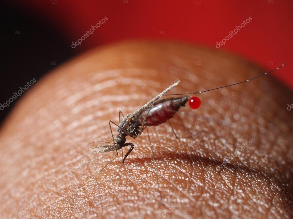 Moustique Anophele Images Libres De Droit Photos De Moustique Anophele Depositphotos