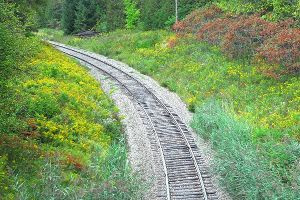 Bahngleise in Waldkurve links. — Stockfoto