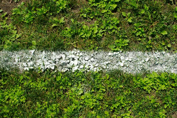 Linea di gesso marcatura sull'erba — Foto Stock