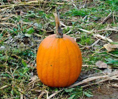 zemin üzerinde tek kabak