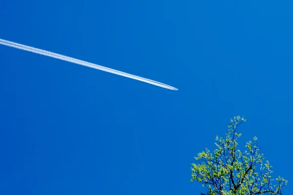 Contrail and branches on blue sky — Stock Photo, Image