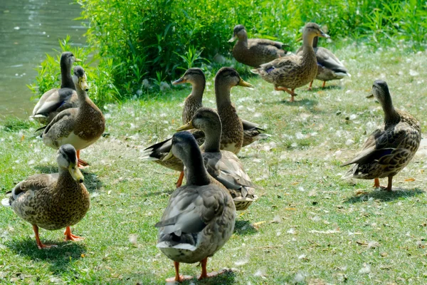 Group of ducks on grass — Stock Photo, Image