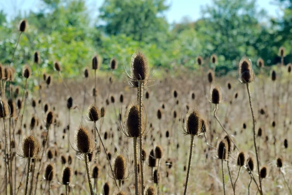 Field of teasel seed pods — Stock Photo, Image