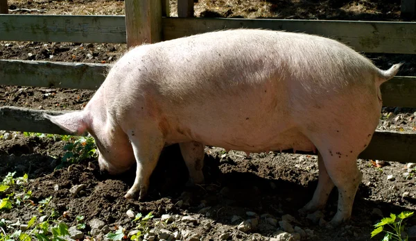 Свинья, копающаяся в грязи — стоковое фото