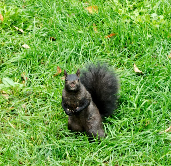 Black squirrel looking into camera — Stock Photo, Image