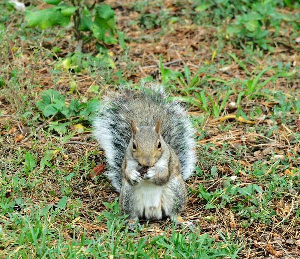 Grijze eekhoorn geconfronteerd met camera — Stockfoto