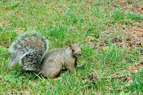 Grey squirrel from side — Stock fotografie