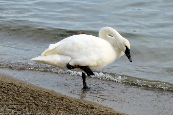 Swan di satu kaki melihat ke bawah — Stok Foto