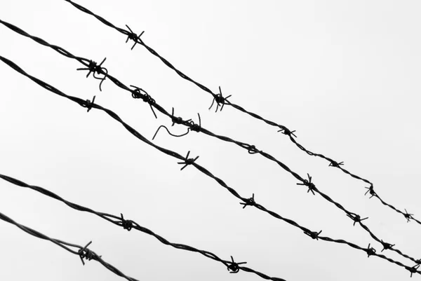 Black barbwire on white sky — Stock Photo, Image