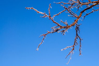 Mavi gökyüzü donmuş dallarda.