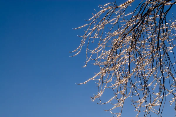 Ярко замерзшие ветки на ясном небе . — стоковое фото