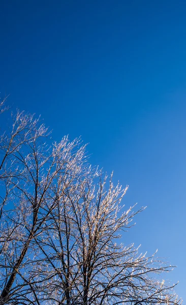 Ljusa frysta träd på klar himmel. — Stockfoto