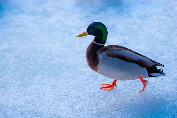 Canard colvert mâle marchant sur la glace . — Photo