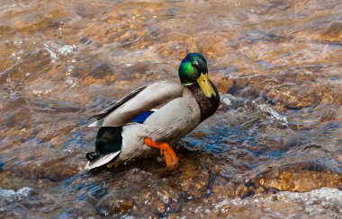 erkek yeşilbaş ördek suya atlama.