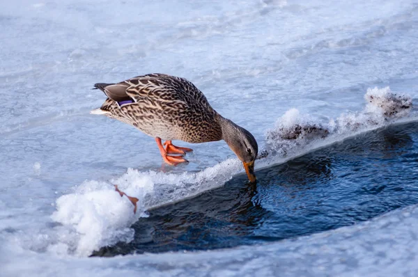 Female mallard duck drinking water on ice. — Stock Photo, Image