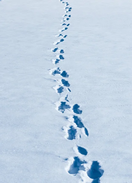 Footprints slingrande i färsk vit snö. — Stockfoto
