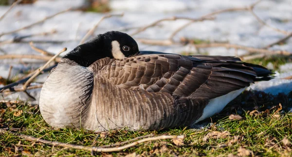 Enkele Canada goose opwarming van de aarde zijn snavel in veren. — Stockfoto