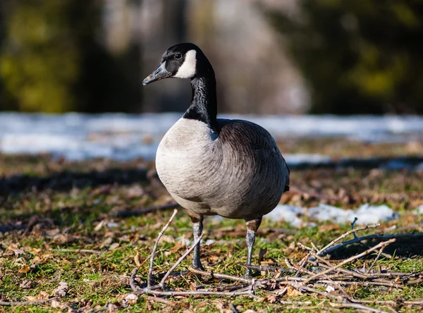 Jediné canada goose stojící na zmrzlé půdě a větvičky. — Stock fotografie