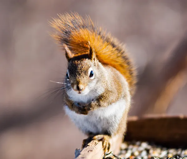 Single red squirrel looking into camera. — Stockfoto