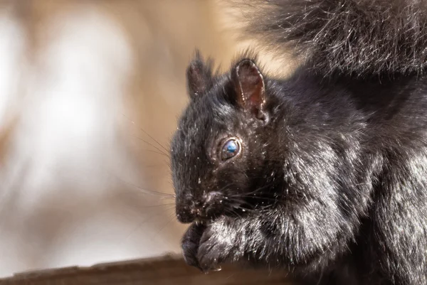 Head of black squirrel eating. — Stock Photo, Image