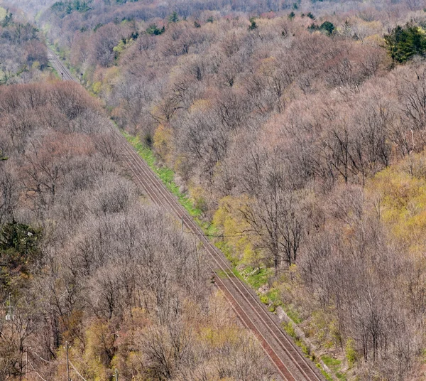 Zwei geradlinige Bahngleise im Wald. — Stockfoto