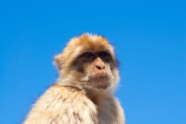 Barbarijse ape op heldere blauwe hemel. — Stockfoto