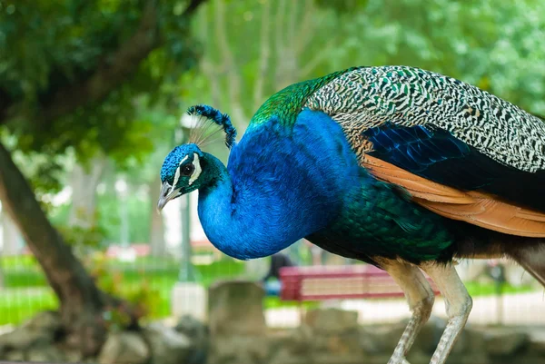 Male peacock bending over to jump. — Stock Photo, Image