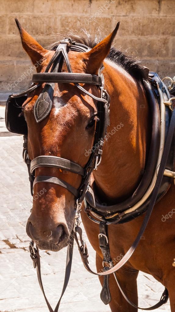 Brown horse with blinders and harness. — Stock Photo © ArchonCodex