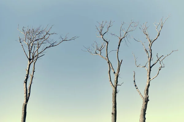 Gyönyörű Csupasz Ágak Fák Ellen Fényes Kék Háttér Közelről Kilátás — Stock Fotó