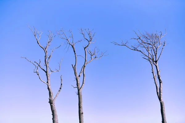 Gyönyörű Csupasz Ágak Fák Ellen Élénk Kék Háttér Közelről Kilátás — Stock Fotó