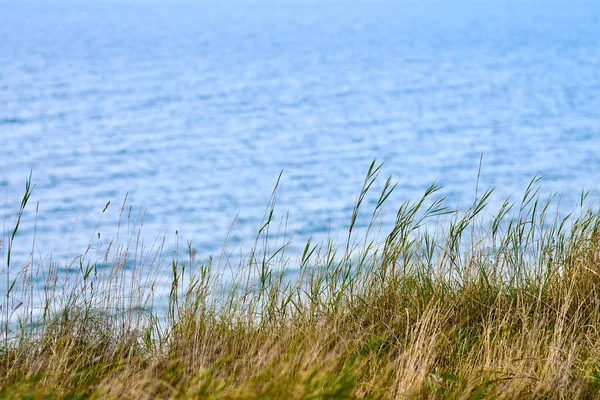 Dry Grass Reeds Stalks Blowing Wind Horizontal Blurred Sea Background — Stock Photo, Image