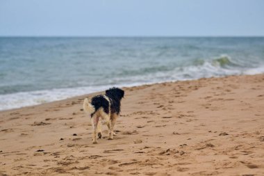 Kayıp ıslak köpek kumsalda yürüyor ve sahibini arıyor, deniz altyapısı. Üzgün evsiz köpek dondu ve yemek istiyor. Baltık Denizi 'nde yürüyen tasmalı kayıp ve yorgun bir köpek.