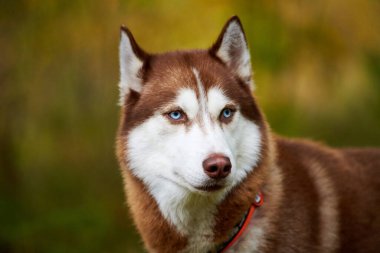 Yakalı güzel mavi gözlü, bulanık yeşil arka planlı Sibirya Husky köpeği. Zencefil ve beyaz önlük renginde Sibirya Husky suratı, kızak köpek cinsi. Husky köpeği dışarıda yürüyor. Yaklaş.