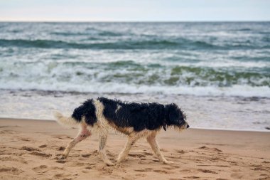 Kayıp köpek kumsalda yürüyor ve sahibini arıyor, deniz altyapısı. Baltık Denizi 'nde sahilde tasmalı, ıslak, üzgün bir köpek. Yorgun evsiz köpek dondu ve yemek istiyor.