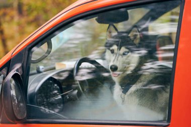 Sibirya Husky kızak köpeği kırmızı arabada, Husky köpeği arabanın camından dışarı bakıyor içeride sahibini bekliyor. Mavi ve kahverengi gözlü komik Husky köpeği, seyahat ve seyahat kavramı. Hayvan taşımacılığı