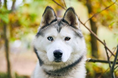 Safkan Sibirya Husky portresi yakından, Sibirya Husky yüzü, beyaz ve siyah ceket rengi ve farklı gözler, kızak köpek cinsi. Husky köpek ağızlık tasarım için açık havada, bulanık orman arka planı