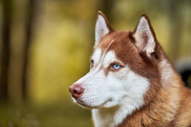 Sibirya Husky köpek portresi yakından çekilmiş, Sibirya Husky baş tarafı, zencefil, beyaz önlük ve mavi gözlü, kızak köpek cinsi. Açık havada yürüyüş için iri köpek, bulanık yeşil orman arka planı.