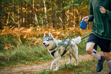 Canicross egzersizleri, çocuklarla koşan Sibirya Husky köpeği açık havada kanikros yarışı, sağlıklı yaşam tarzı ve aile koşu konsepti.