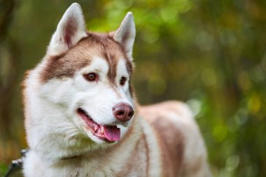 Safkan Sibirya Husky köpeği dilini çıkarmış, yeşil bulanık arka plan. Kahverengi ve beyaz kürklü mutlu Sibirya Husky portresi. Köpek gezdirme, evcil hayvan sevgisi ve arkadaşlık kavramı.