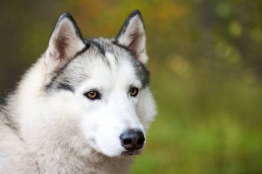 Sibirya Husky portresi yakından, Sibirya Husky yüzü beyaz ve siyah ceketli ve kahverengi gözlü, kızak köpek cinsi. Tasarım için köpek ağızlığı portresi, bulanık yeşil orman arka planı.