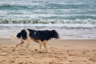 Kayıp ıslak köpek kumsalda yürüyor ve sahibini arıyor, deniz altyapısı. Üzgün evsiz köpek dondu ve yemek istiyor. Baltık Denizi 'nde yürüyen tasmalı kayıp ve yorgun bir köpek.