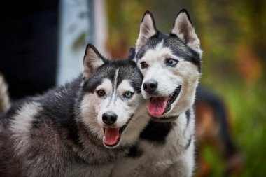 İki Sibirya Husky köpeği, ağızları açık, dilleri açık, safkan Sibirya Husky köpekleri açık havada siyah beyaz önlük renginde yürüyorlar.