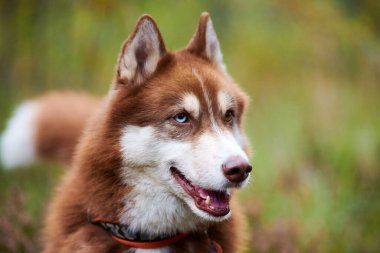 Sibirya Husky köpeği tasması açık ağızlı, bulanık orman geçmişi var. Sibirya Husky portresi, zencefil ve beyaz önlük rengi, kızak köpek cinsi. Husky köpeği dışarıda yürüyor. Yaklaş.