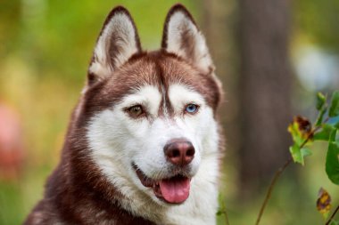Safkan Sibirya Husky köpeği dilini çıkarmış, yeşil bulanık arka plan. Kahverengi ve beyaz kürklü mutlu Sibirya Husky portresi. Köpek gezdirme, evcil hayvan sevgisi ve arkadaşlık kavramı.