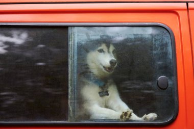 Sibirya Husky kızak köpeği kırmızı arabada, Husky köpeği arabanın camından dışarı bakıyor içeride sahibini bekliyor. Koyu ve beyaz önlüklü komik Husky köpeği, seyahat ve seyahat konsepti. Hayvan taşımacılığı