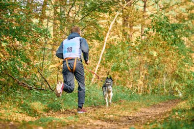 Köpekle koşan Canicross, Sibirya Husky köpeği ile koşan atletik erkek musher orman yolu boyunca, kızak köpek yarışı sporları, açık hava aktiviteleri
