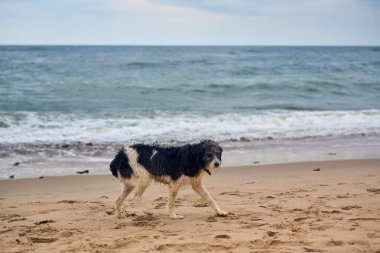 Kayıp ıslak köpek kumsalda yürüyor ve sahibini arıyor, deniz altyapısı. Üzgün evsiz köpek dondu ve yemek istiyor. Baltık Denizi 'nde yürüyen tasmalı kayıp ve yorgun bir köpek.