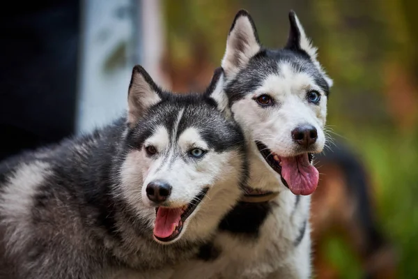 Twee Siberische Husky Honden Met Open Monden Steken Tongen Uit — Stockfoto